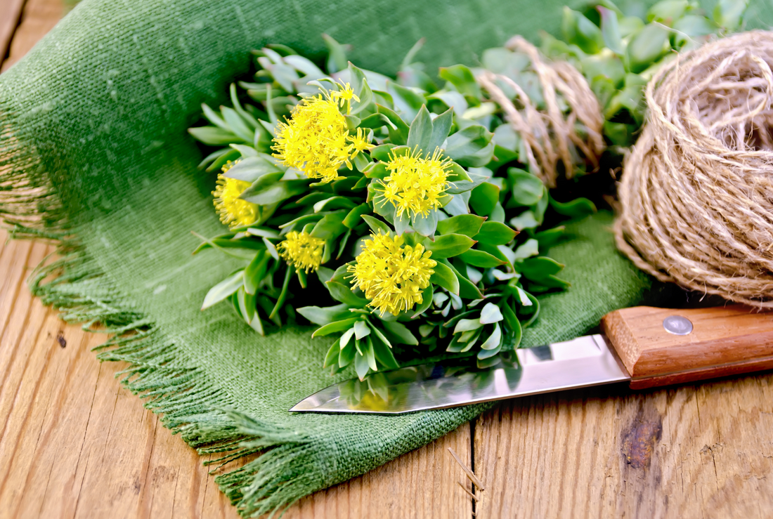 Rhodiola rosea supplement for better mental health