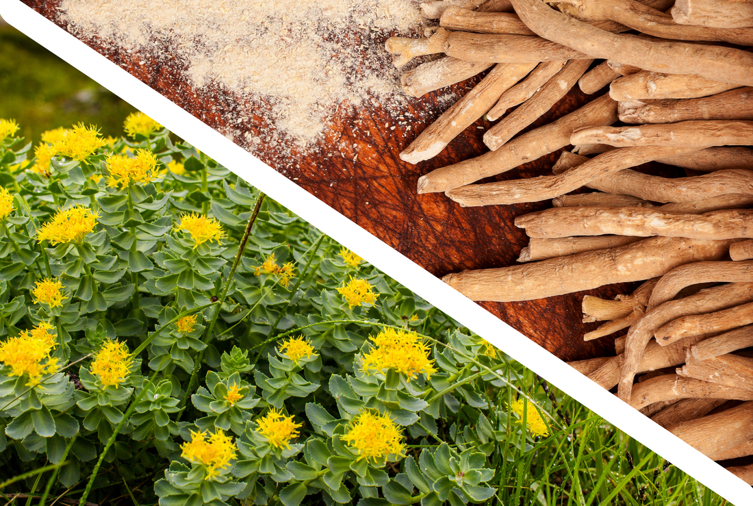 Why Rhodiola and Ashwagandha Together?