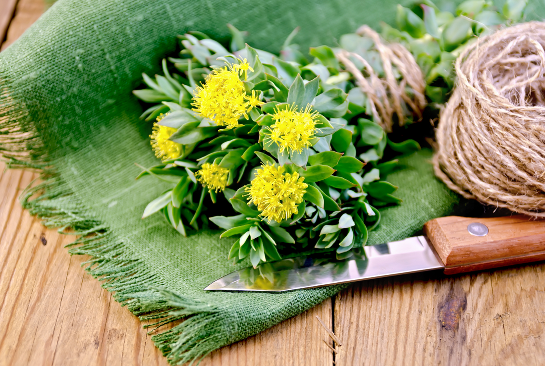 Rhodiola rosea supplement for better mental health 