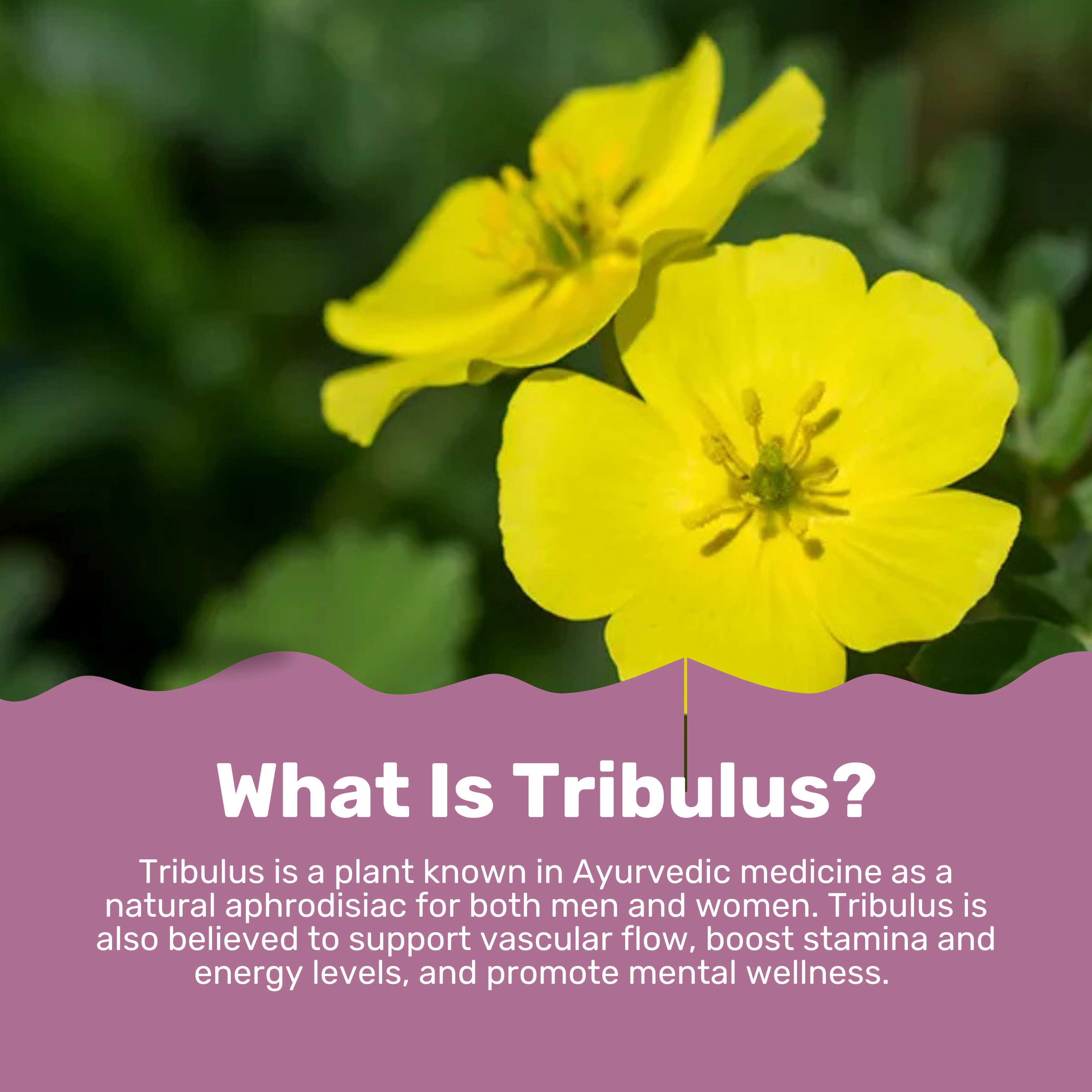 Tribulus