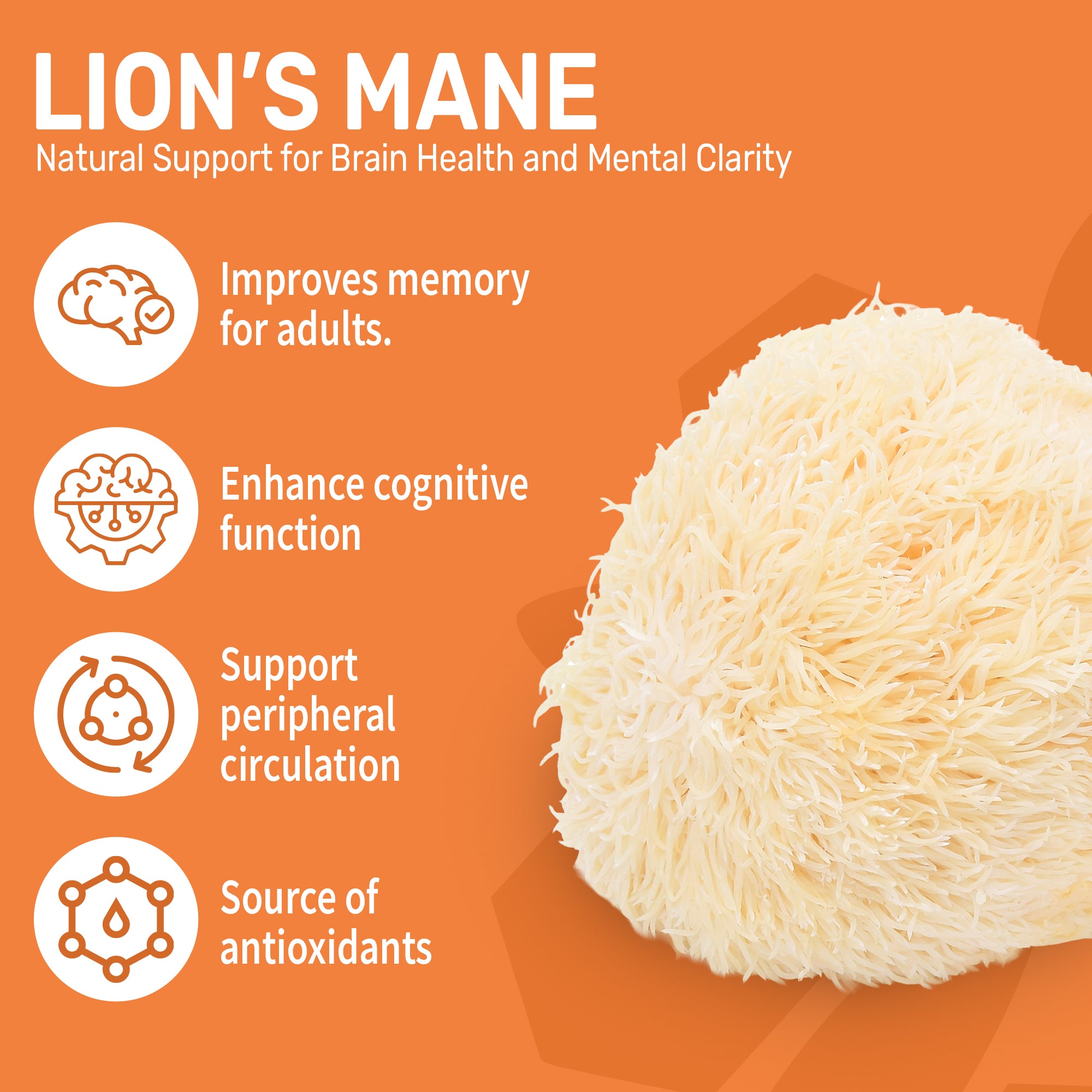 Lion's Mane & Ginkgo Biloba