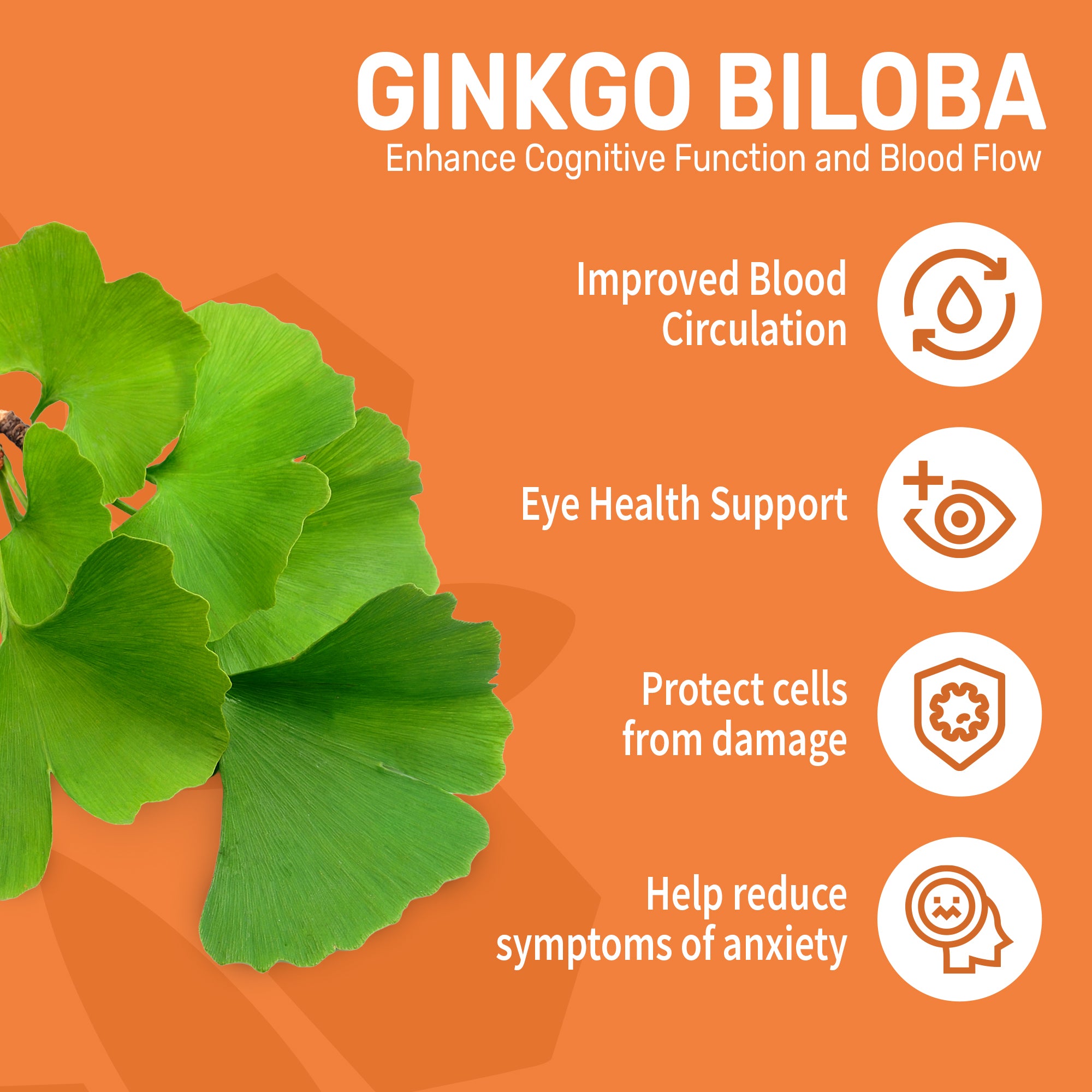 Lion's Mane & Ginkgo Biloba