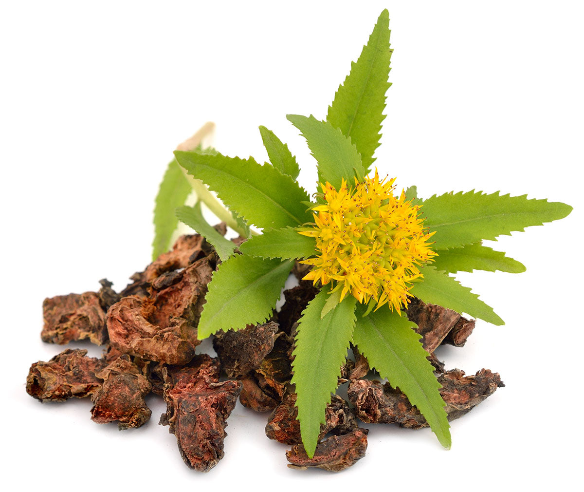 What is Rhodiola rosea Nanton Nutraceuticals