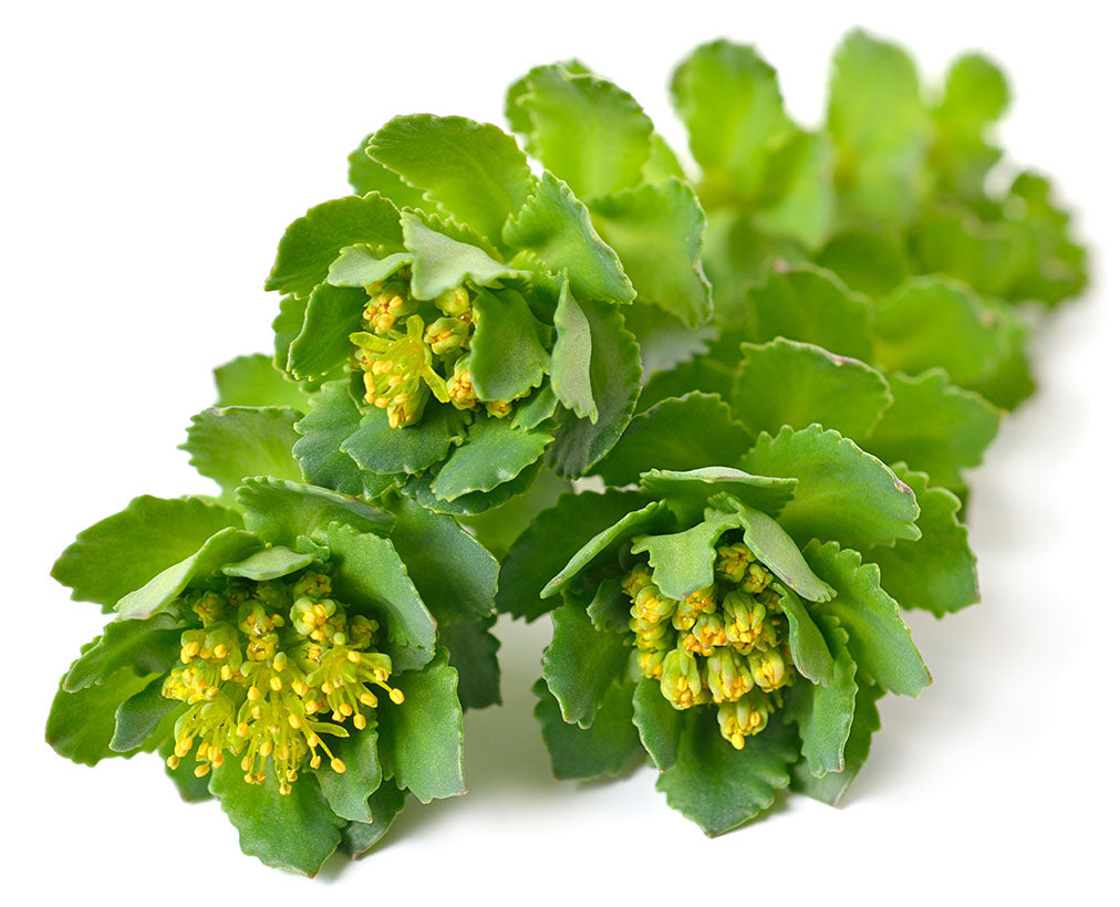 What is Rhodiola rosea Nanton Nutraceuticals